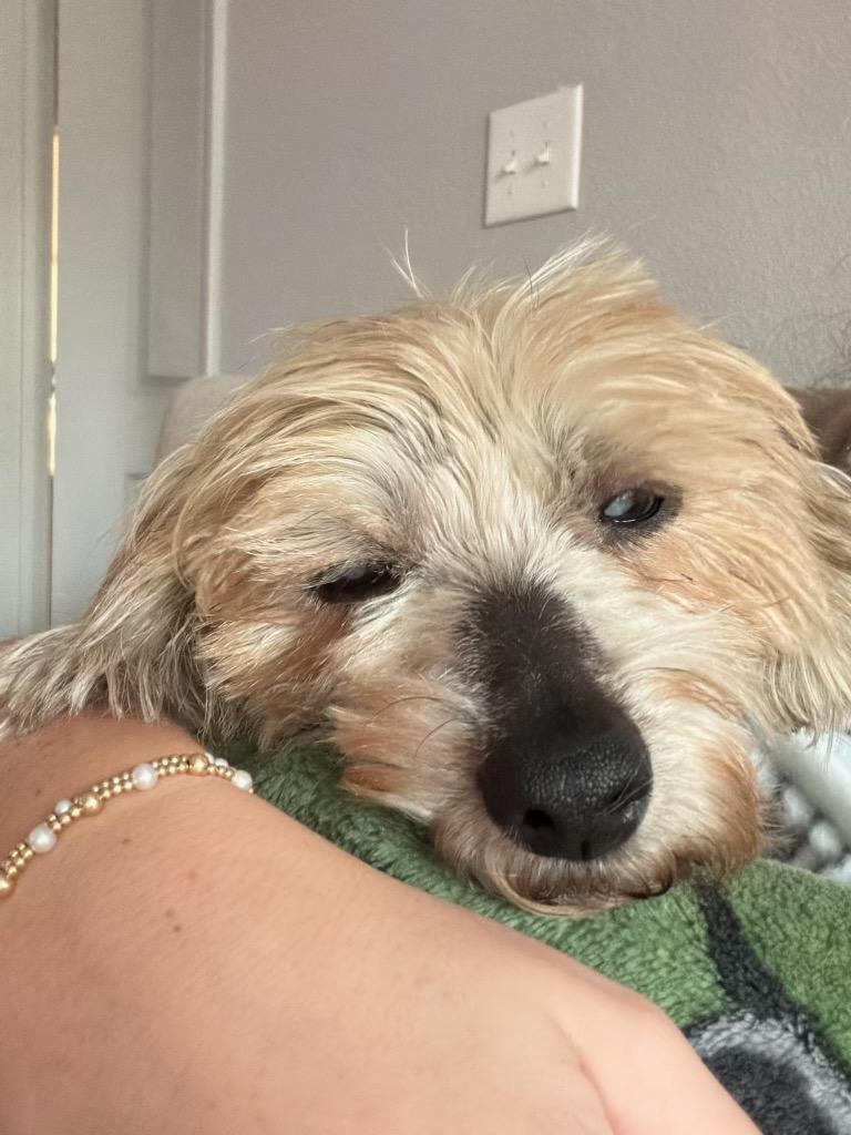 Bamm Bamm Rubble, Adoptable, Senior Male Yorkshire Terrier.