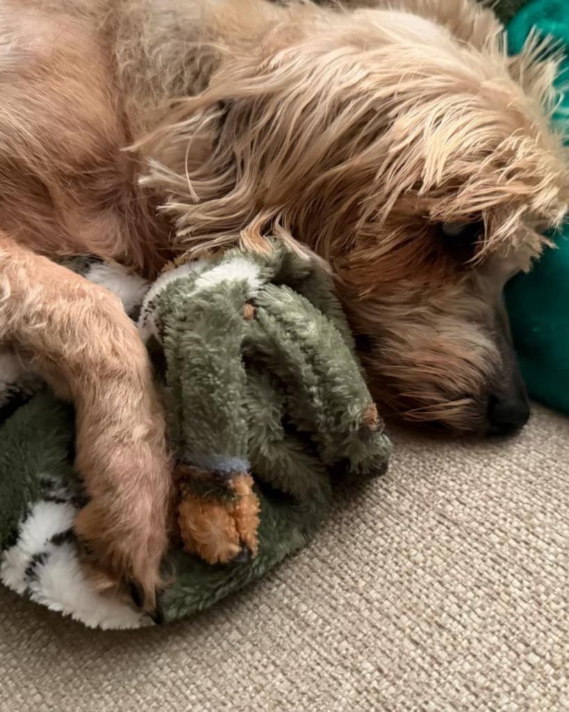 Enlarge Bamm Bamm Rubble, a Adoptable Yorkshire Terrier in College Station, TX image 2/6