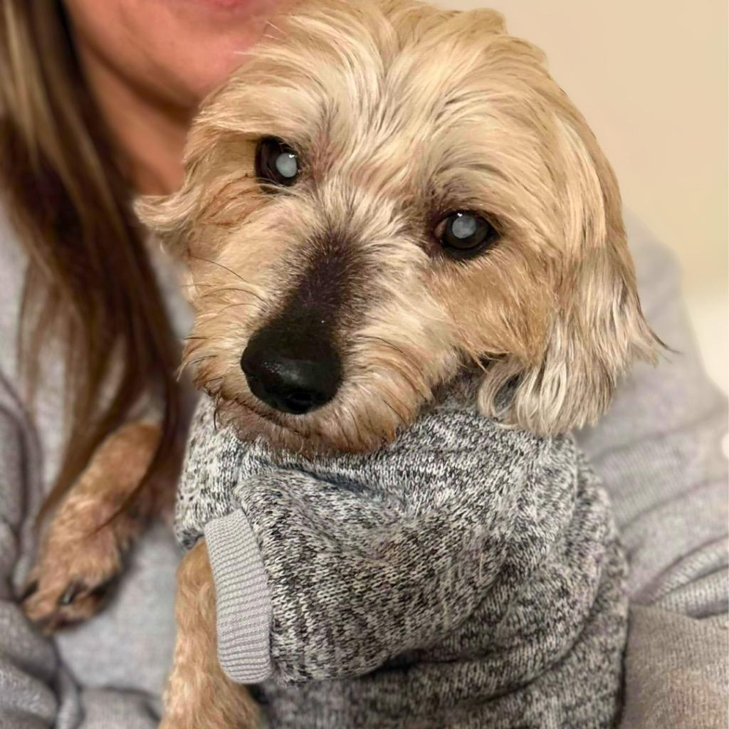 Enlarge Bamm Bamm Rubble, a Adoptable Yorkshire Terrier in Bryan, TX image 3/6