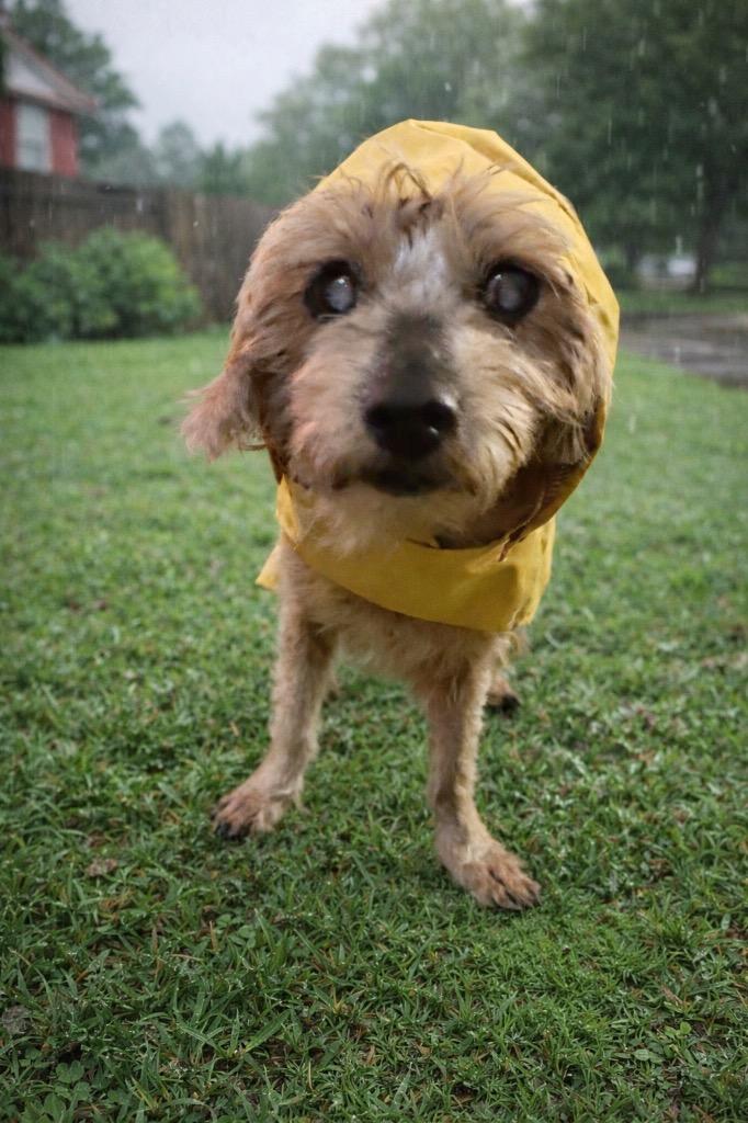 Bamm Bamm Rubble — thumbnail 3