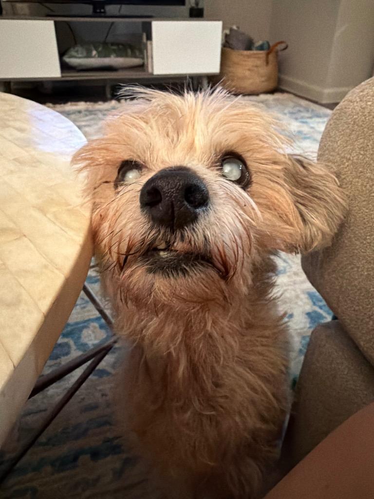 Bamm Bamm Rubble — thumbnail 4