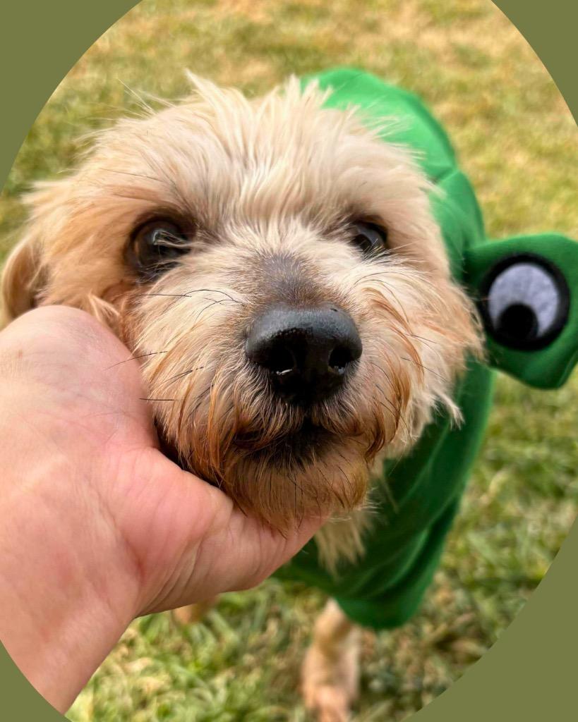 Enlarge Bamm Bamm Rubble, a Adoptable Yorkshire Terrier in College Station, TX image 5/6