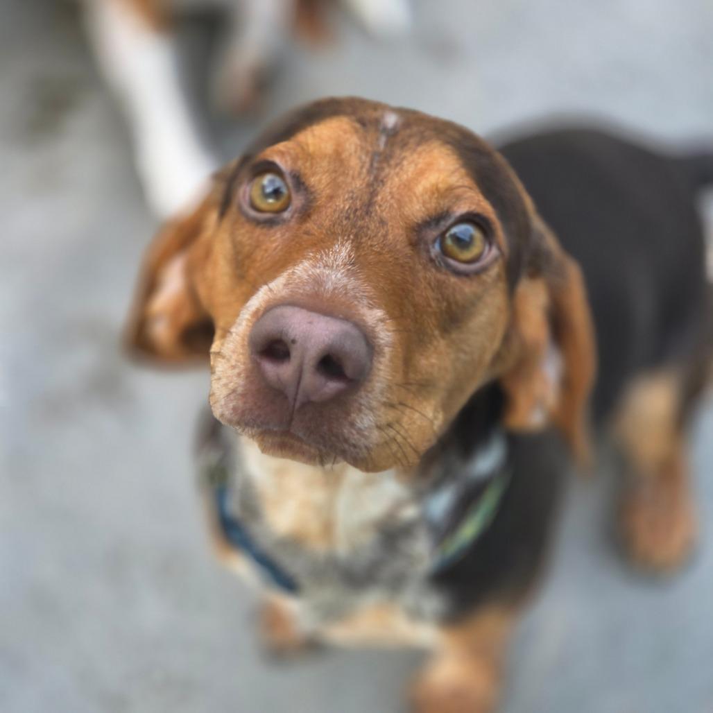 Louis, Adoptable, Young Male Mixed Breed.