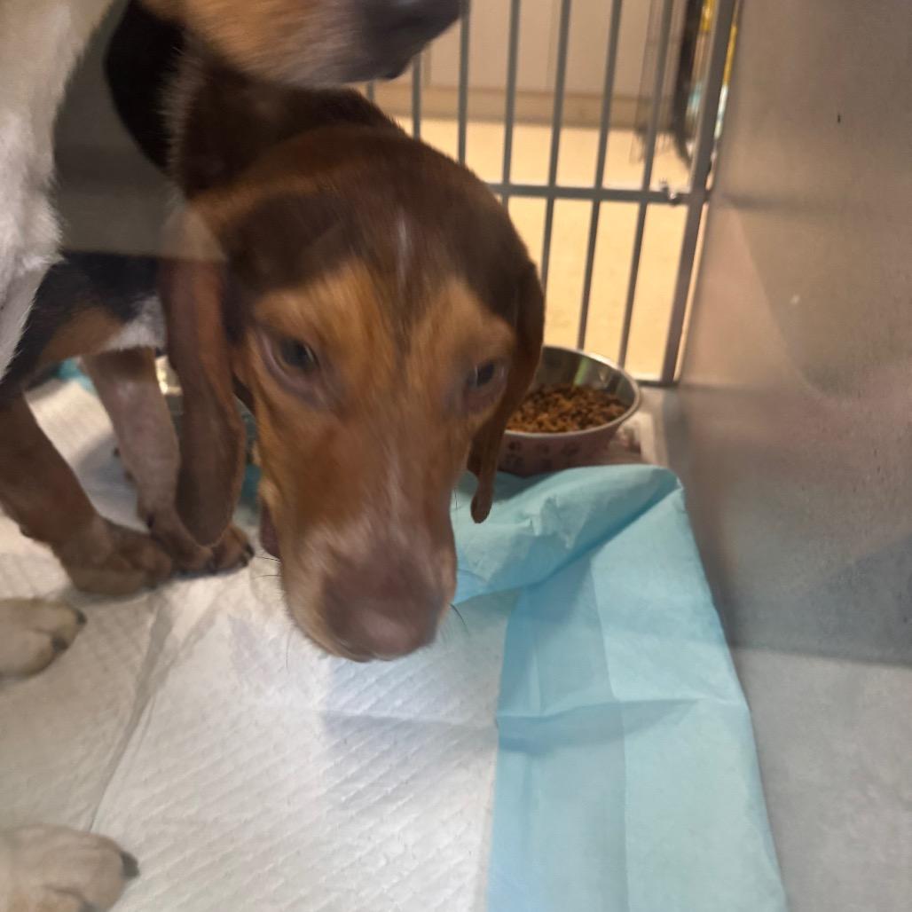 Enlarge Louis, a Adoptable Mixed Breed in Red House, WV image 2/2