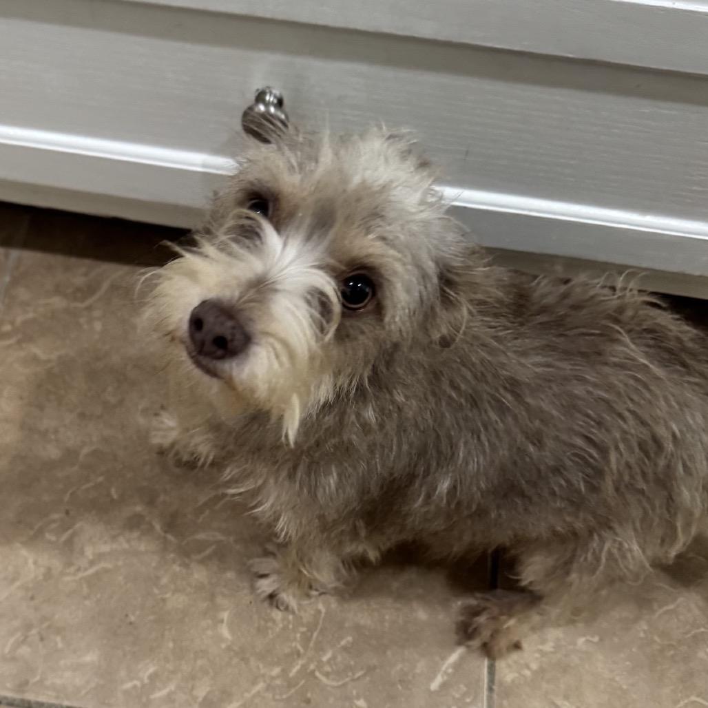 Standard Schnauzers for Adoption in Michie, Tennessee | Petfinder