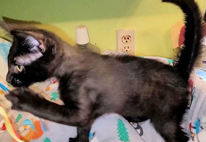 Sprout, Adoptable, Young Male Domestic Short Hair.