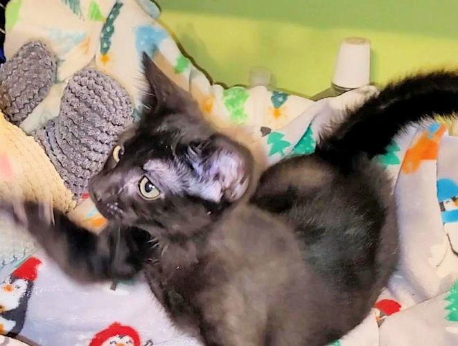 Sprout, a Adoptable Domestic Short Hair in Rutherfordton, NC image 2/3