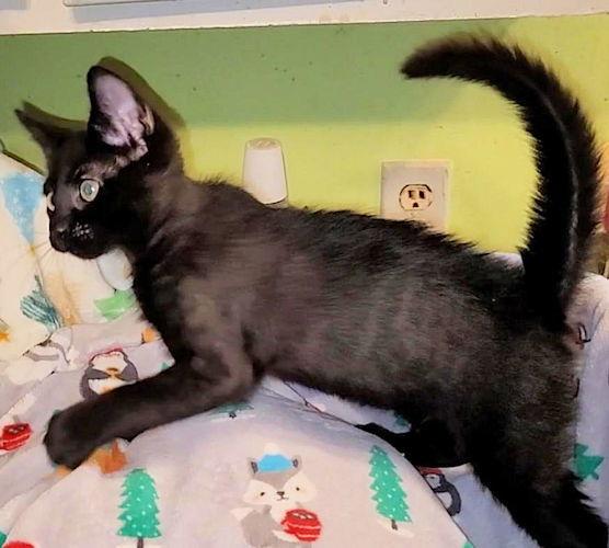 Sprout, a Adoptable Domestic Short Hair in Rutherfordton, NC image 3/3