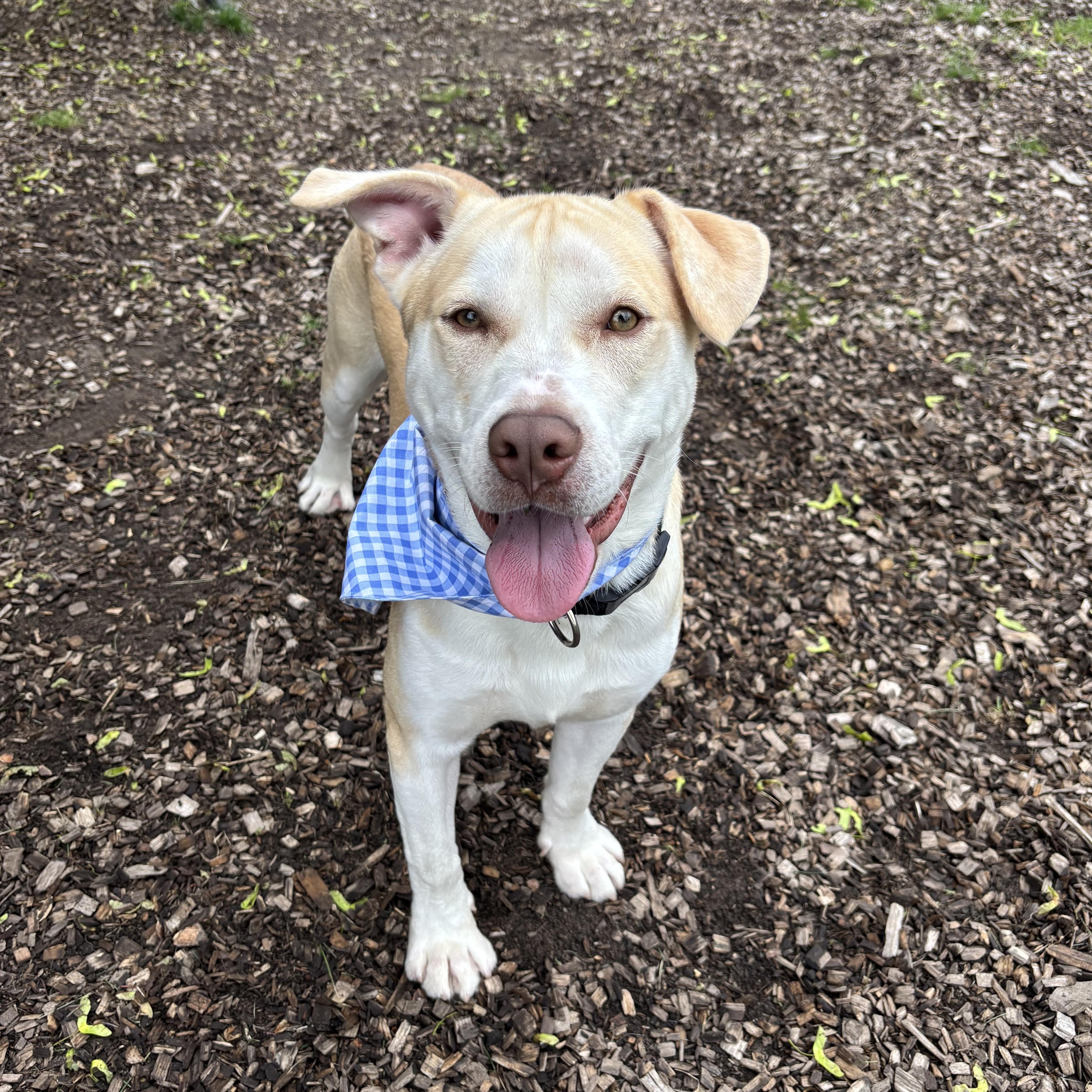 Gus, an adoptable Mixed Breed in Mount Pleasant, MI, 48858 | Photo Image 1