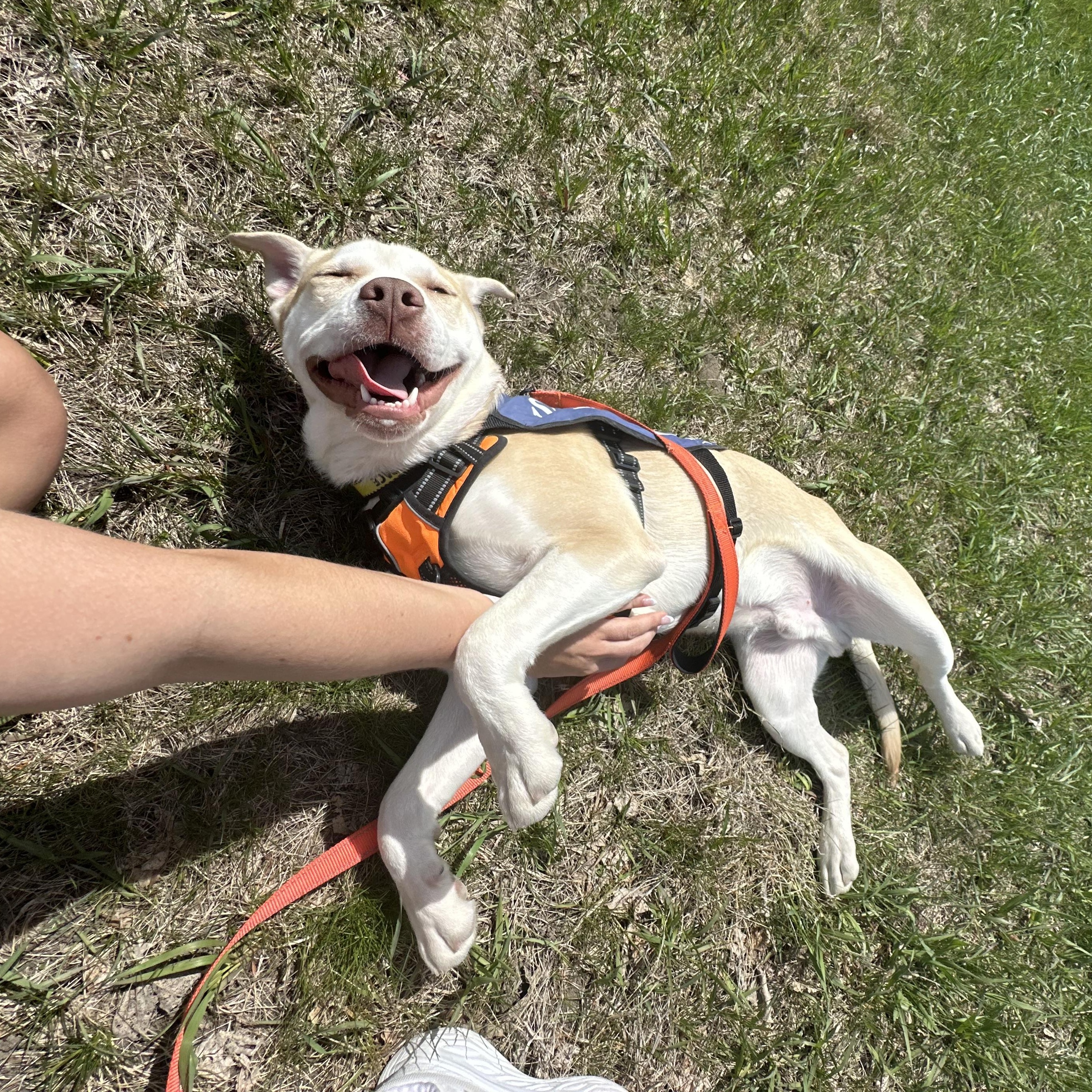 Gus, an adoptable Mixed Breed in Mount Pleasant, MI, 48858 | Photo Image 2