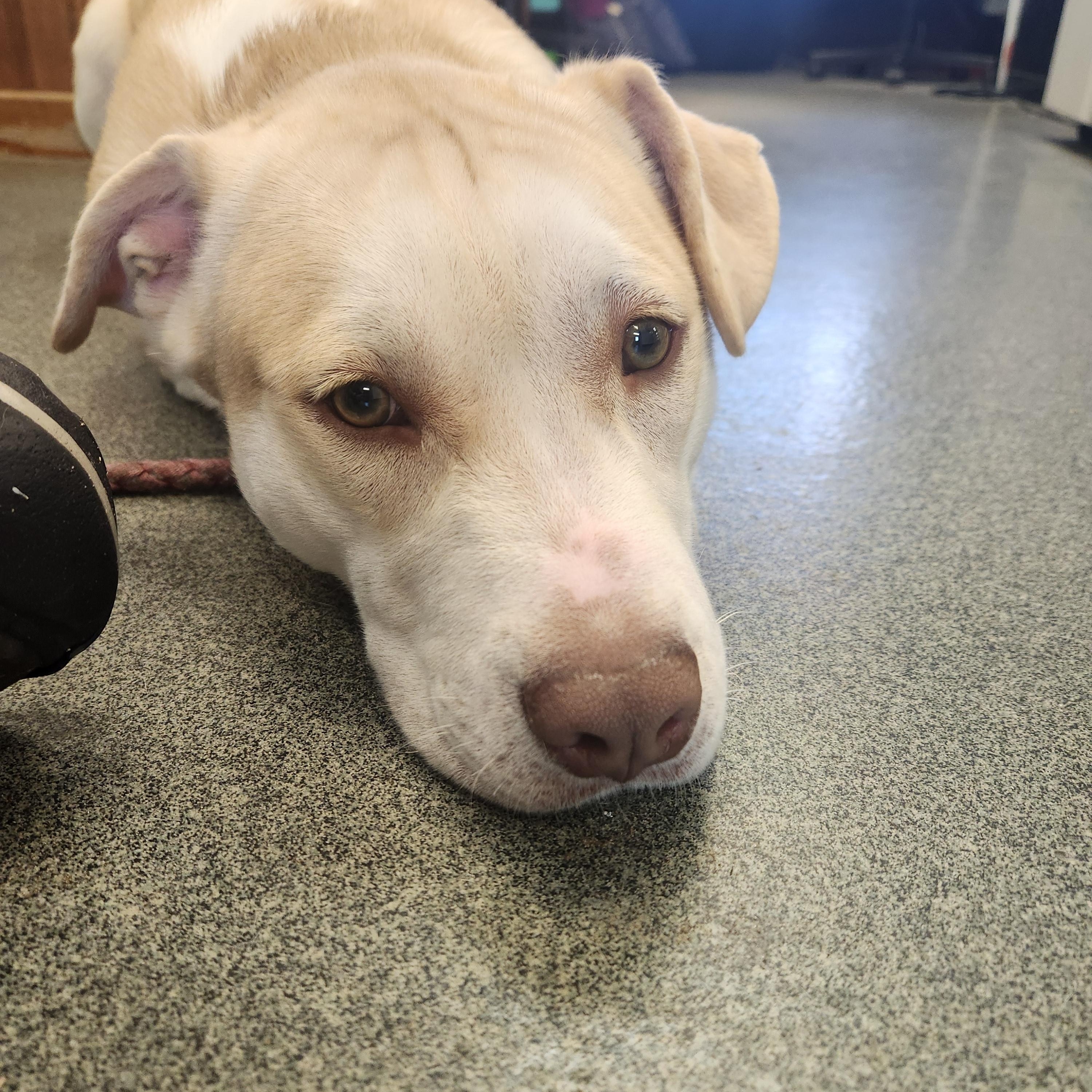 Gus, an adoptable Mixed Breed in Mount Pleasant, MI, 48858 | Photo Image 3