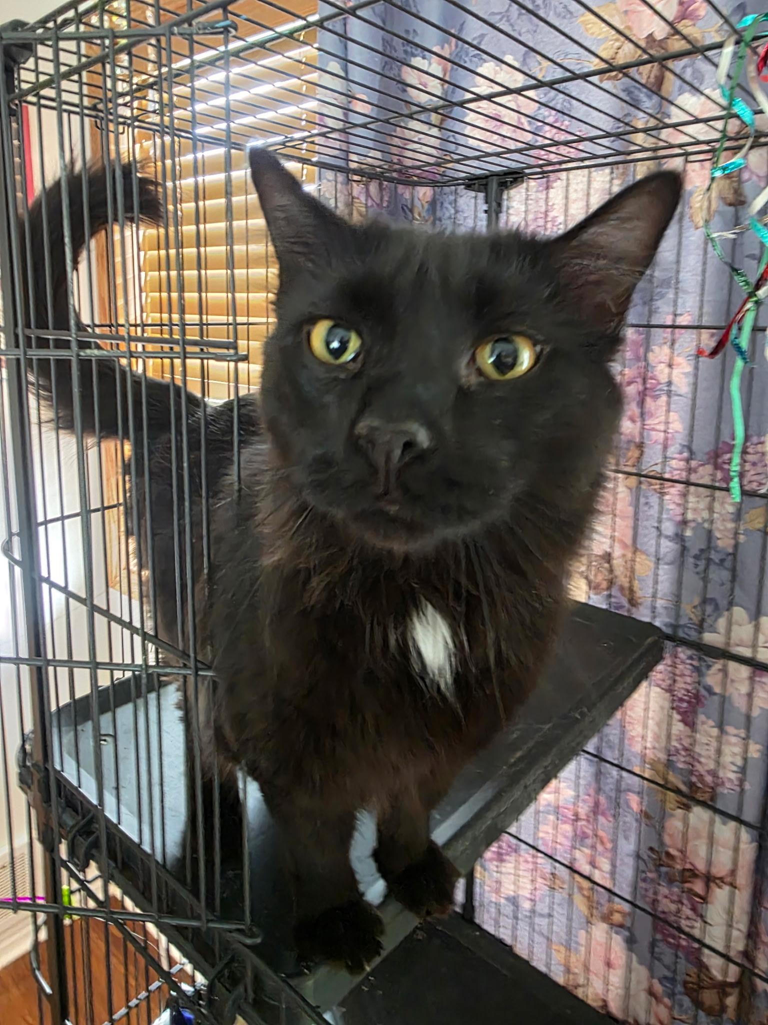 Enlarge T’Challa , a Adoptable Domestic Long Hair in Pocatello, ID image 1/2
