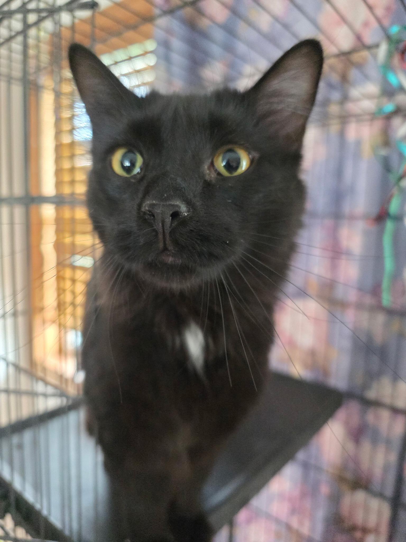 Enlarge T’Challa , a Adoptable Domestic Long Hair in Pocatello, ID image 2/2