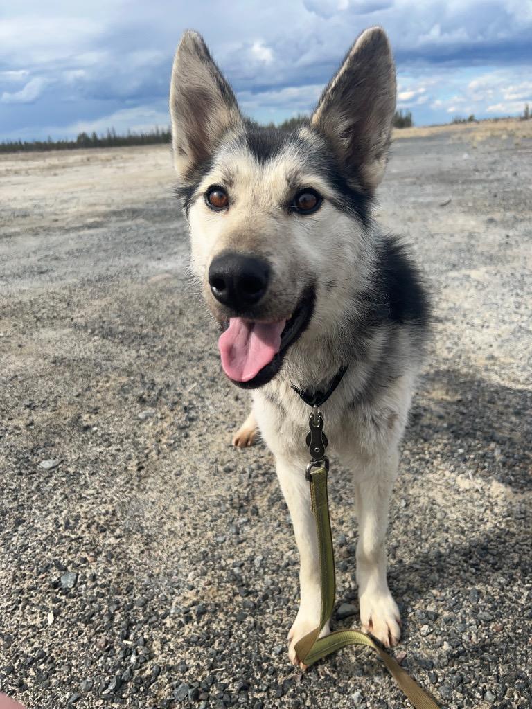 Talia, Adoptable, Young Female Husky.