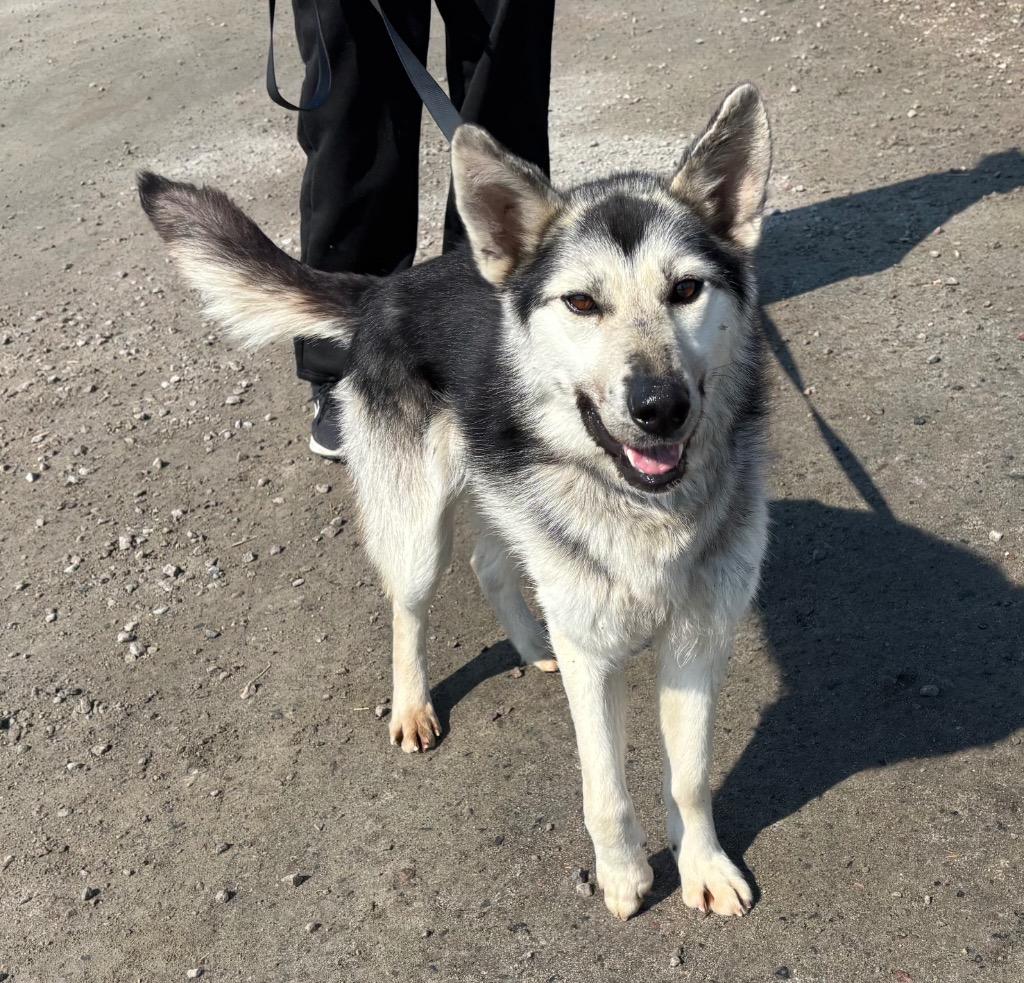 Talia, a Adoptable Husky in Yellowknife, NT image 2/4