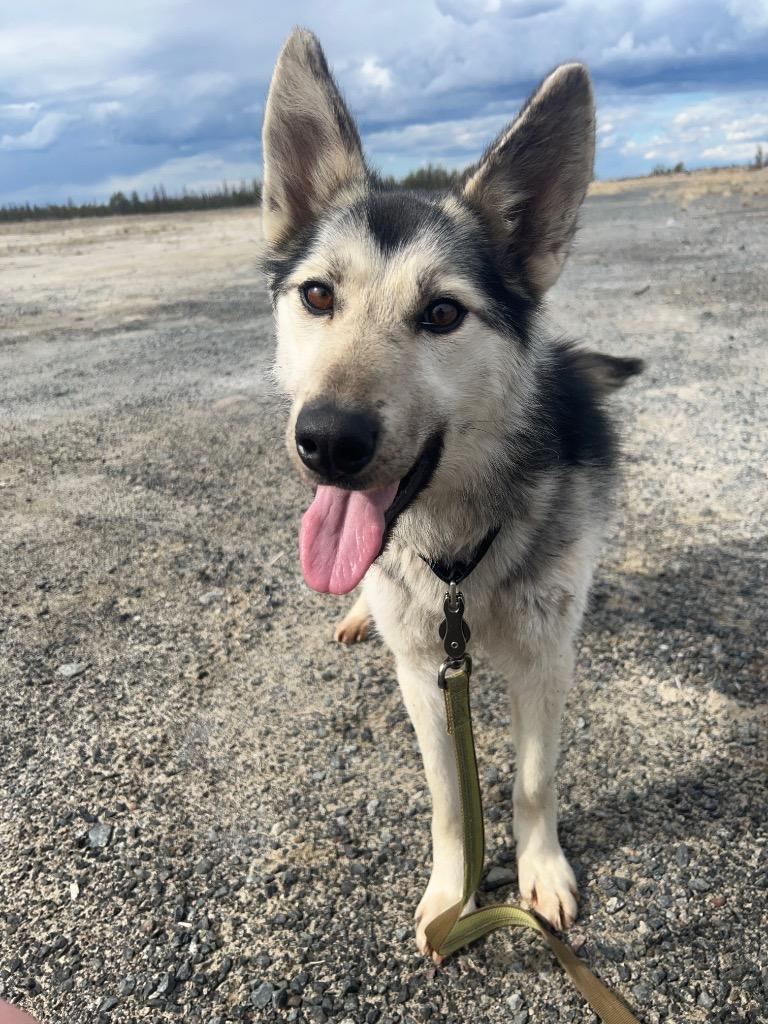 Talia, a Adoptable Husky in Yellowknife, NT image 3/4