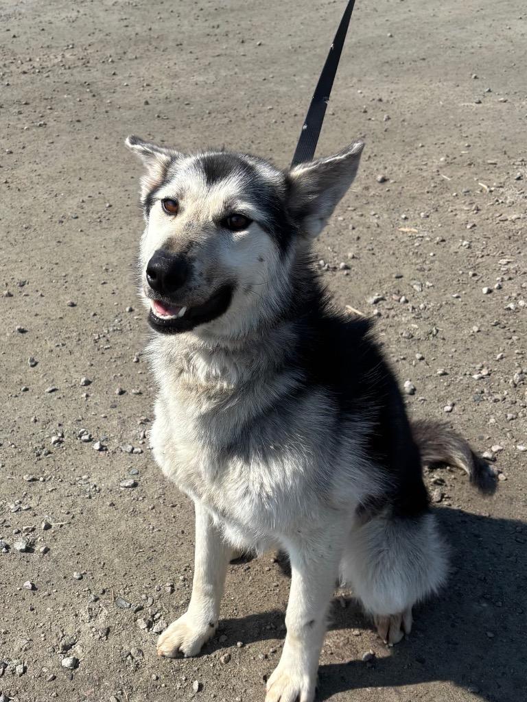 Talia, a Adoptable Husky in Yellowknife, NT image 4/4