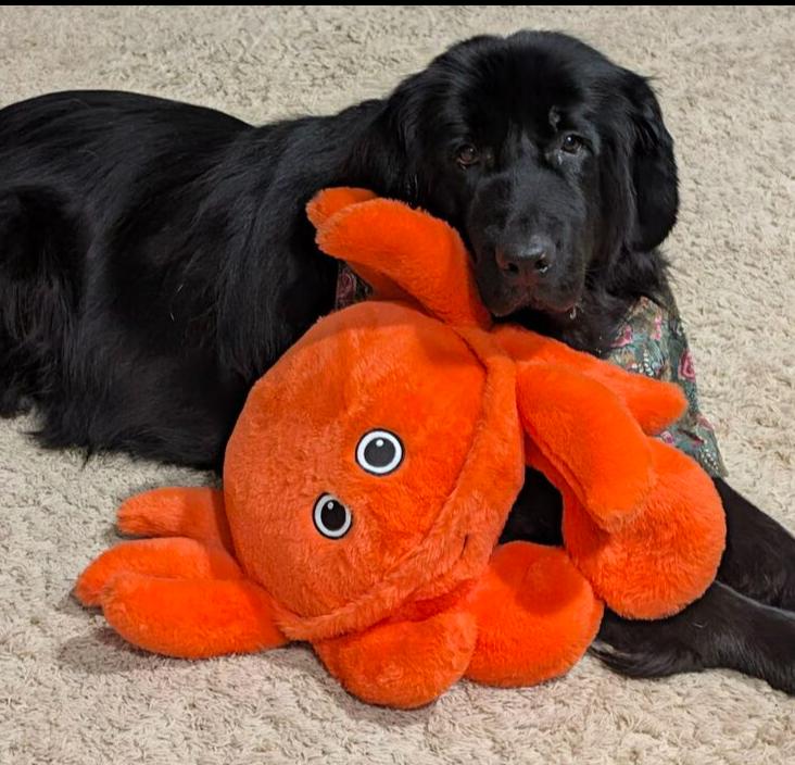 Ava, Adoptable, Adult Female Newfoundland Dog.
