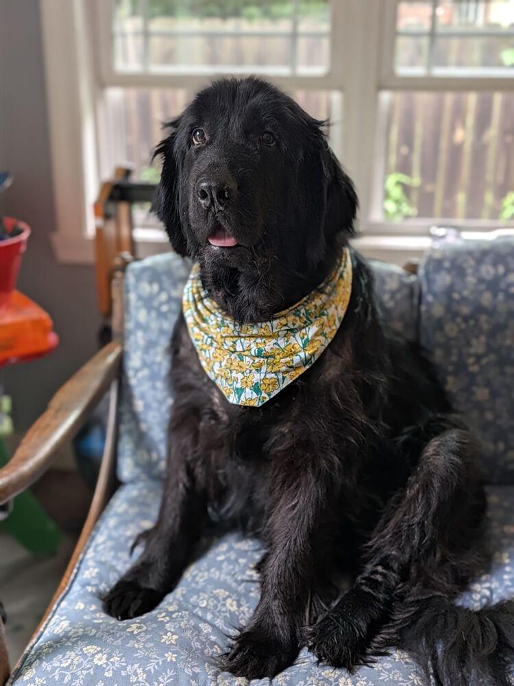 Enlarge Ava, a Adoptable Newfoundland Dog in Gales Ferry, CT image 2/3