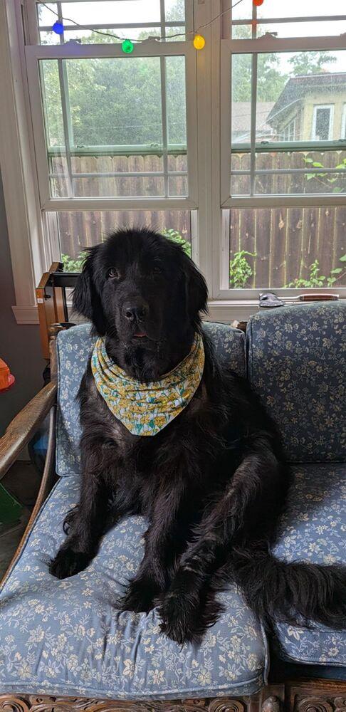 Enlarge Ava, a Adoptable Newfoundland Dog in Gales Ferry, CT image 3/3