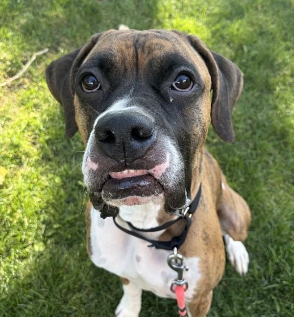 Oliver, Adoptable, Adult Male Boxer.
