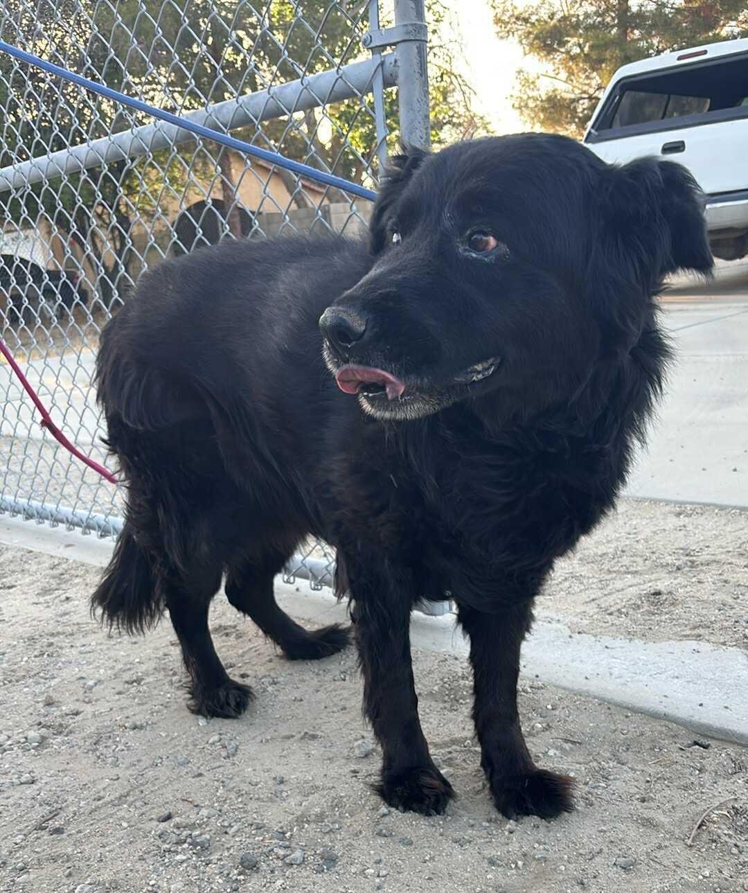 Enlarge Bobo, a Adoptable Chow Chow in Bothell, WA image 5/6
