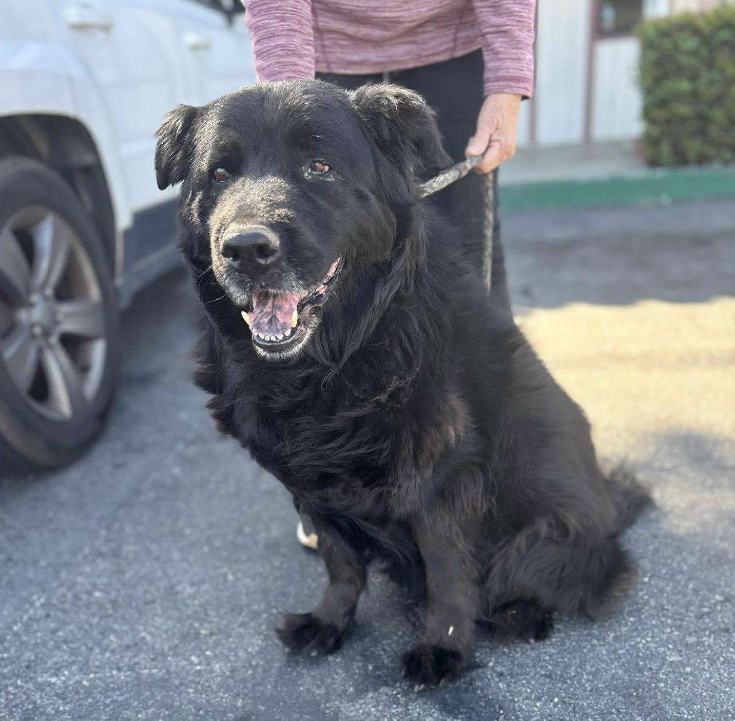 Enlarge Bobo, a Adoptable Chow Chow in Bothell, WA image 4/6