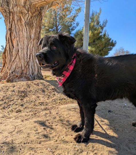 Bobo — thumbnail 3