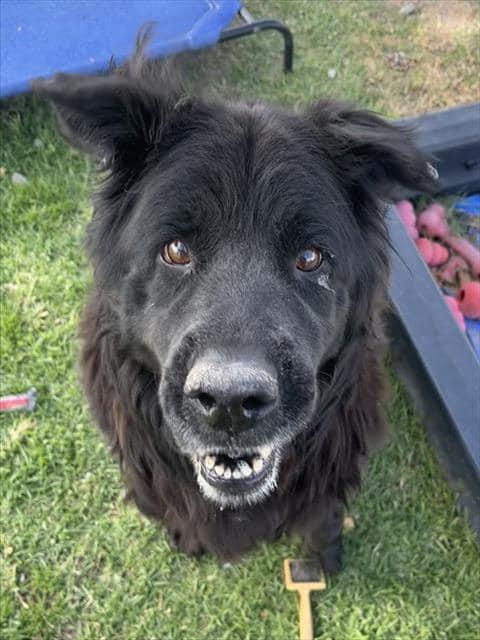 Enlarge Bobo, a Adoptable Chow Chow in Bothell, WA image 6/6