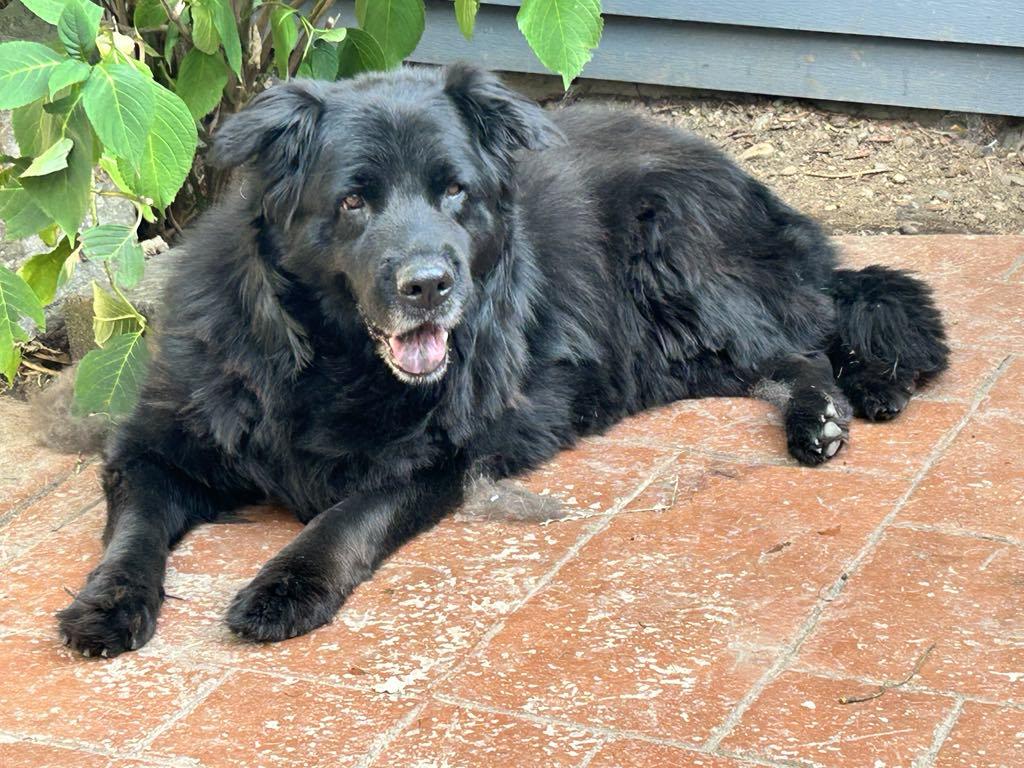 Enlarge Bobo, a Adoptable Chow Chow in Bothell, WA image 1/6