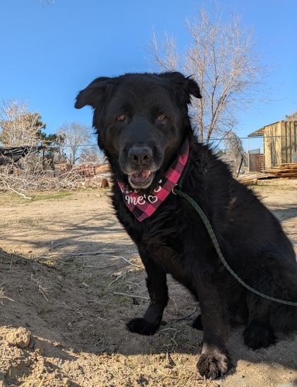 Enlarge Bobo, a Adoptable Chow Chow in Bothell, WA image 3/6