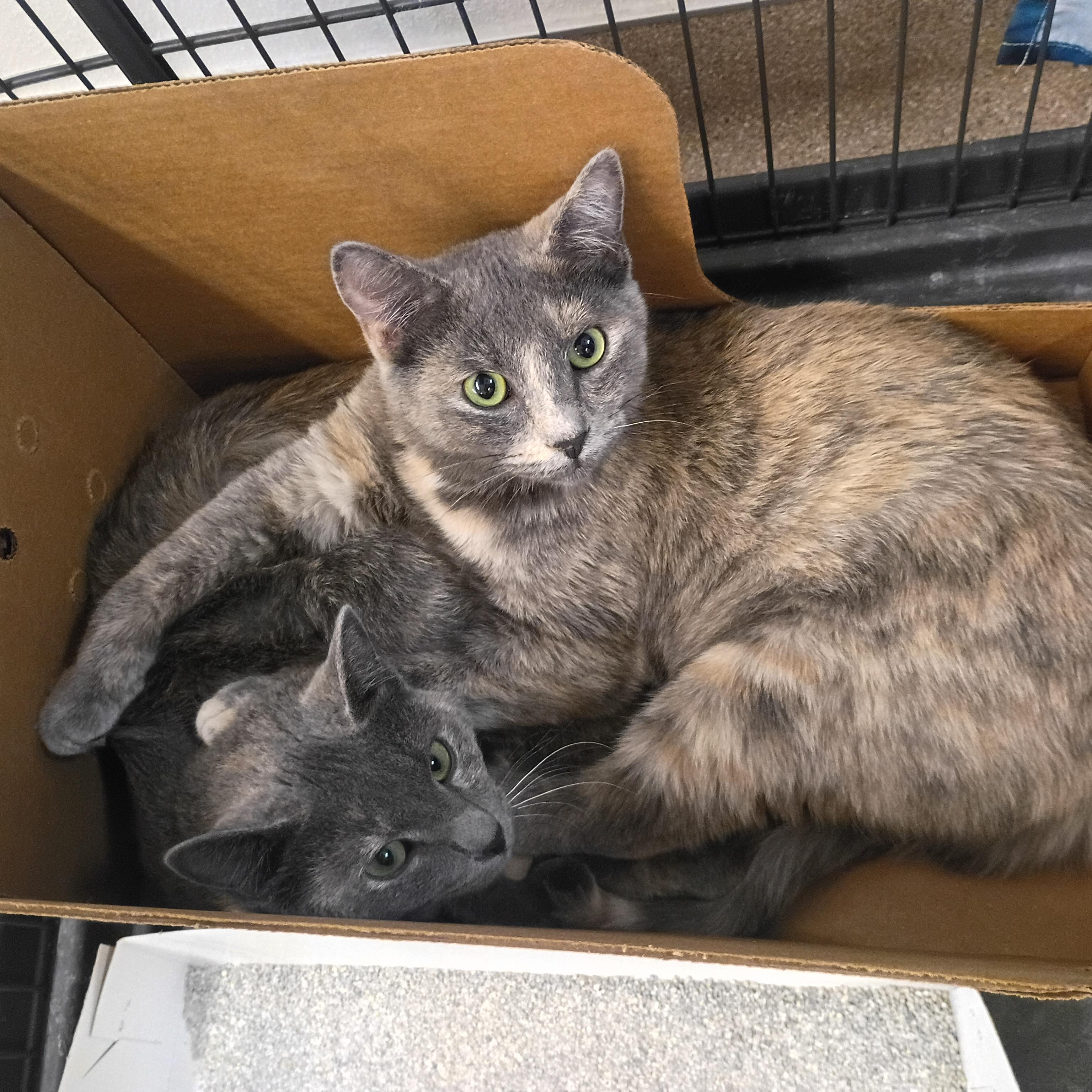 Peachie, ADOPTABLE, Young Female Dilute Tortoiseshell.