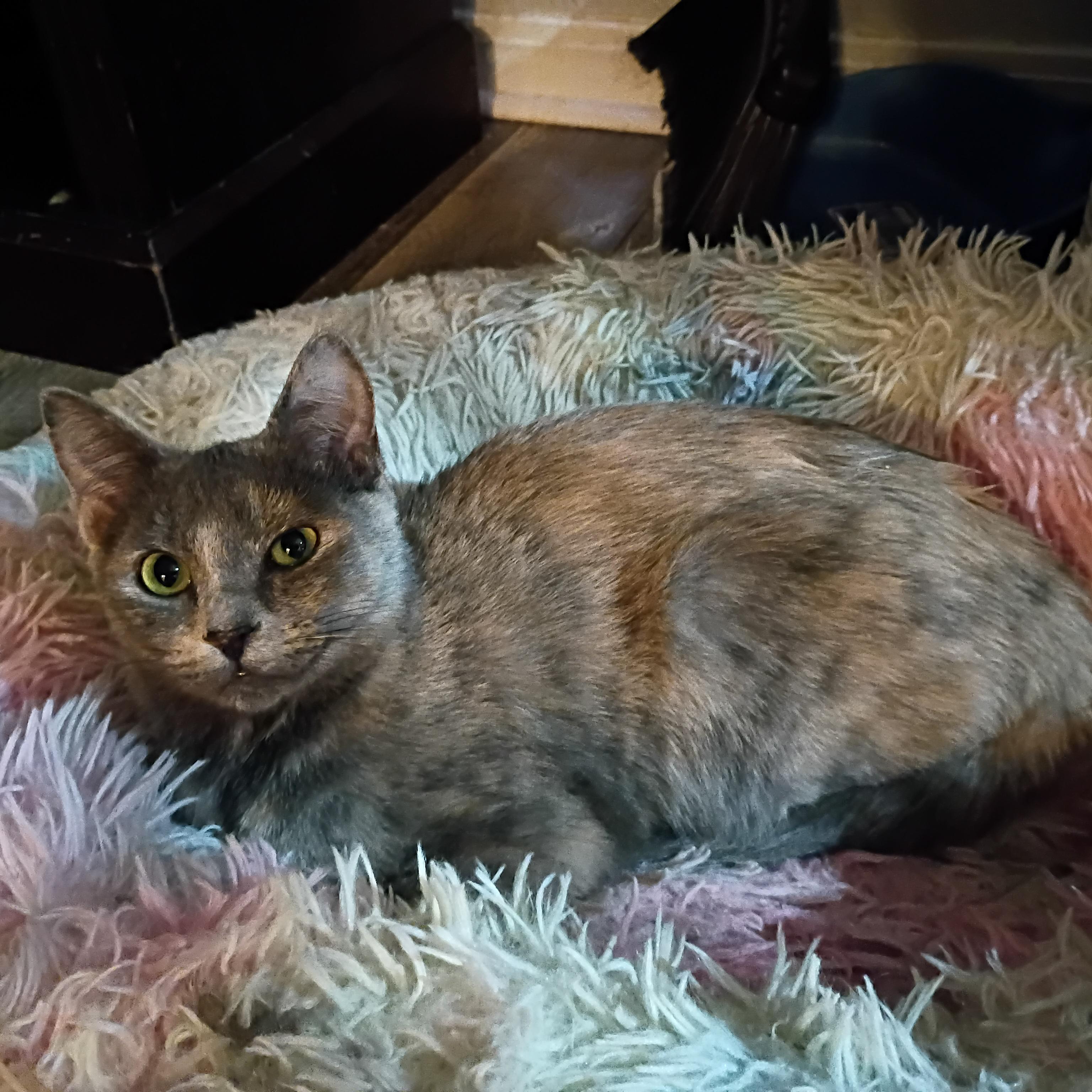 Peachie, a ADOPTABLE Dilute Tortoiseshell in Pocatello, ID image 2/2