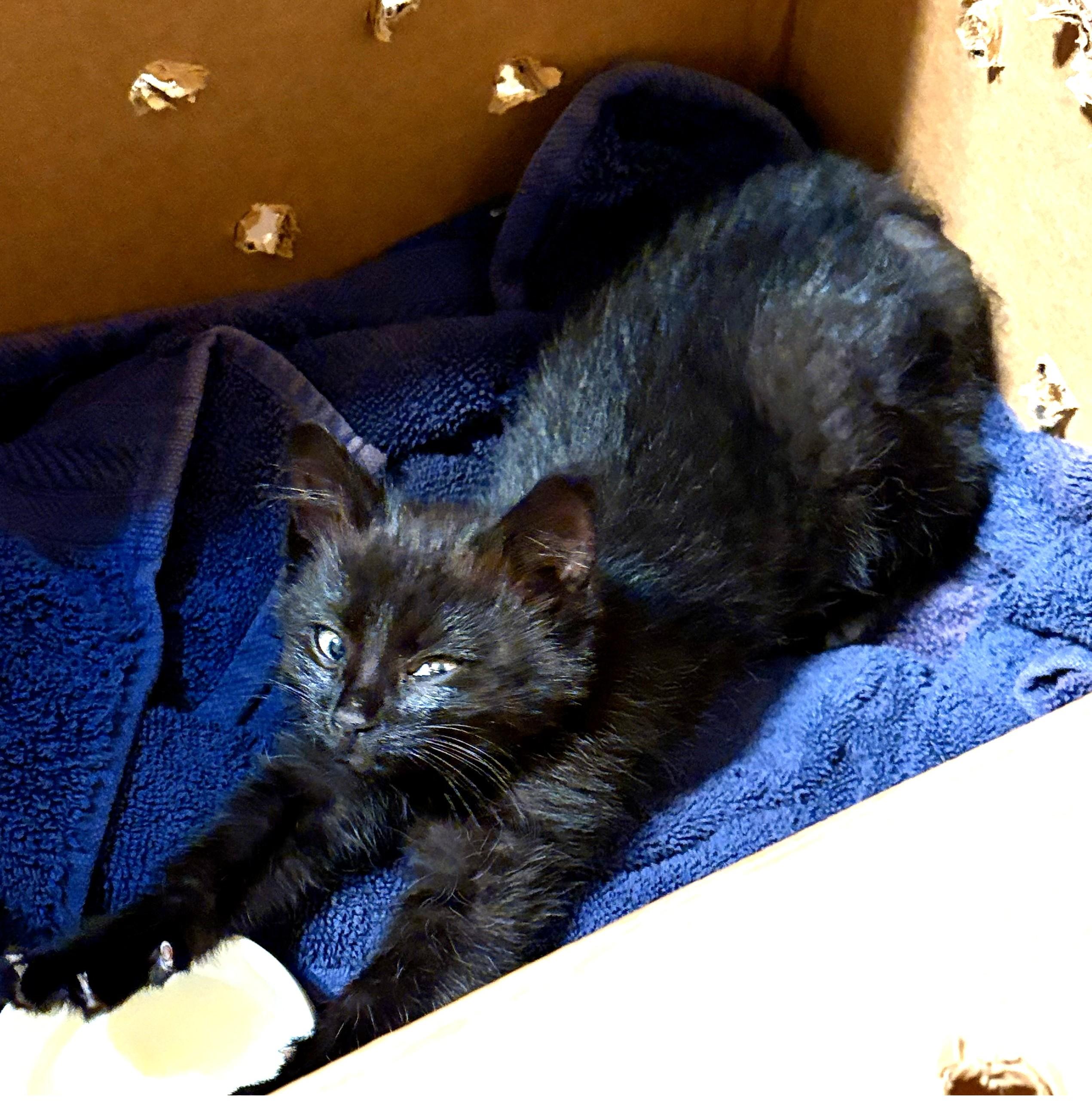Iggy, ADOPTABLE, Kitten Female Domestic Short Hair.