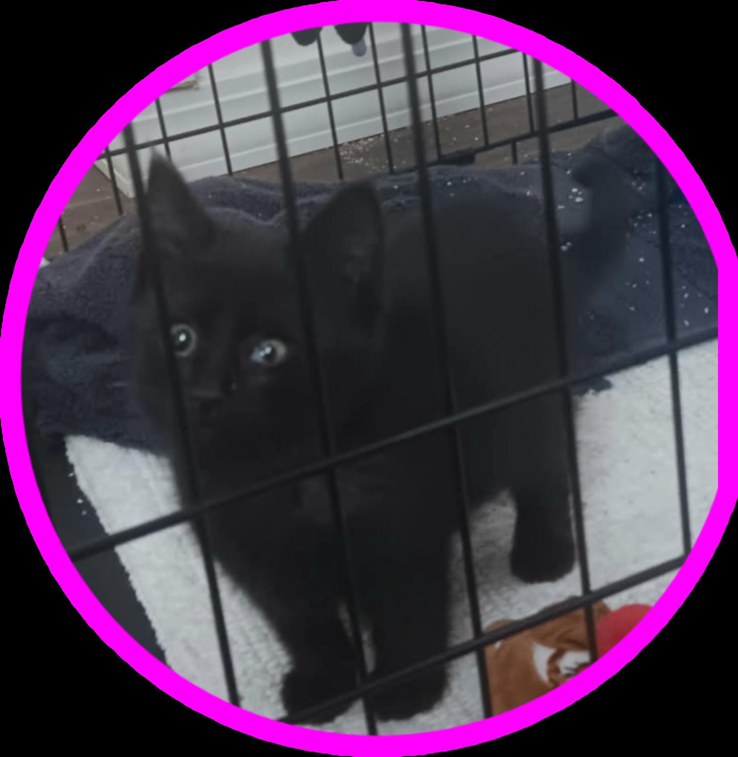 Iggy, a ADOPTABLE mixed breed in Albuquerque, NM image 2/2