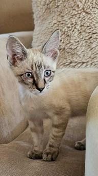 Enlarge Casper (Boo), a Adoptable Siamese in Davis, CA image 1/3