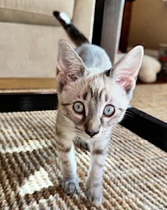 Enlarge Casper (Boo), a Adoptable Siamese in Davis, CA image 2/3