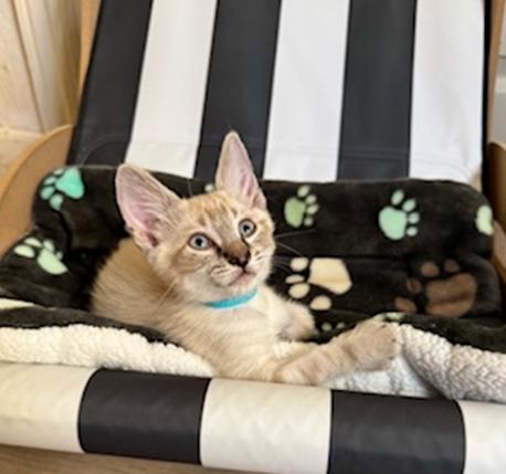 Casper (Boo), Adoptable, Kitten Male Siamese.