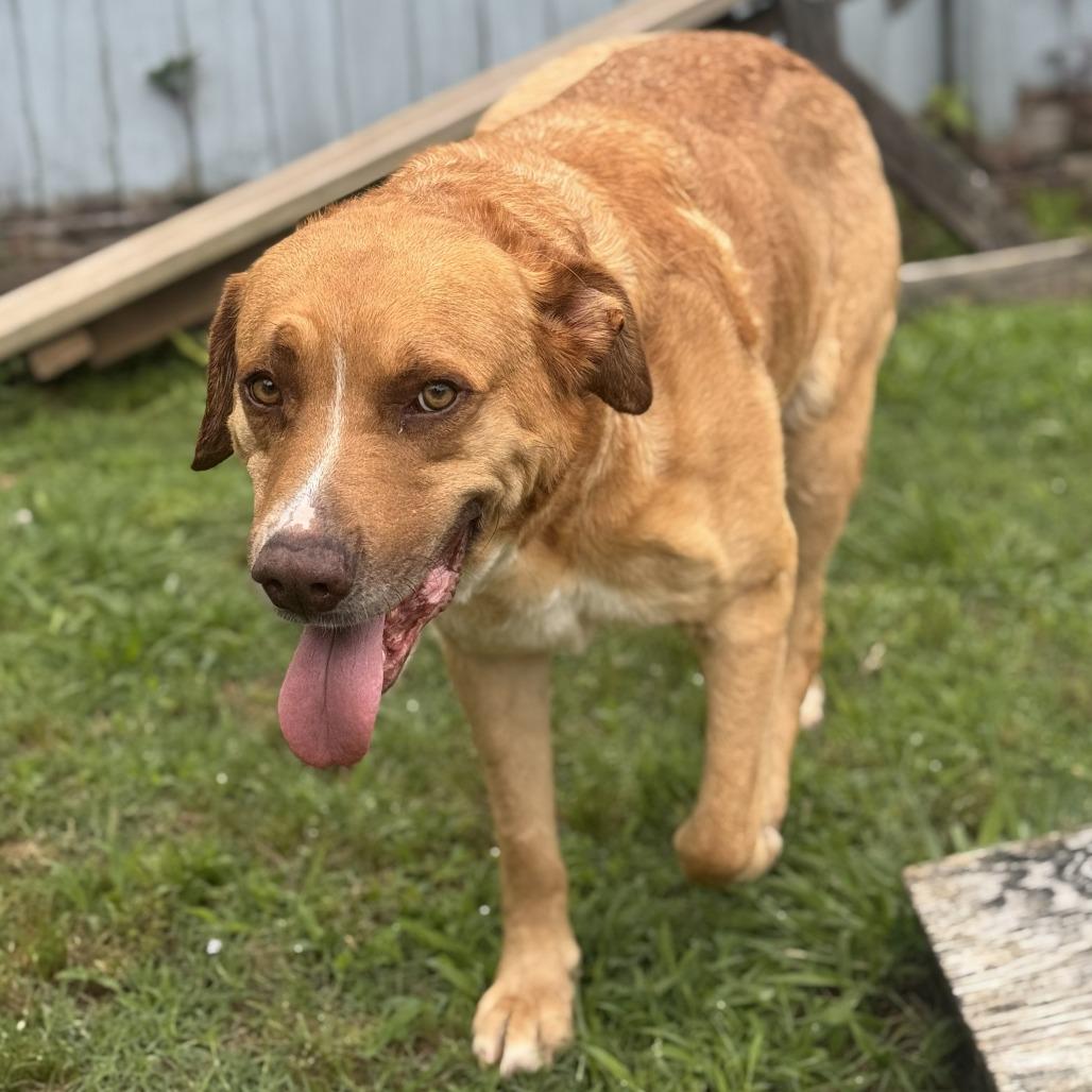 Toby, a Adoptable mixed breed in Starkville, MS image 1/6