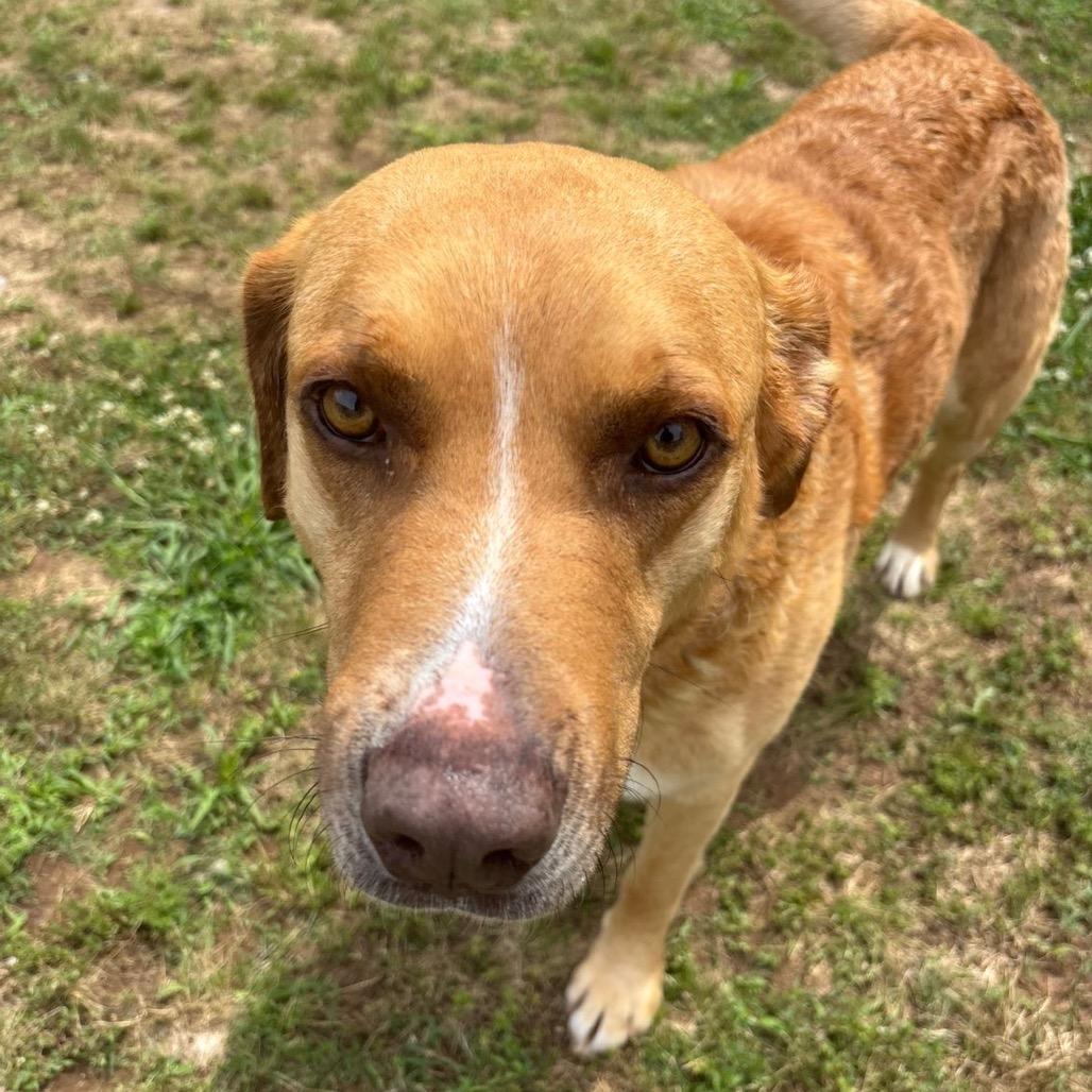 Enlarge Toby, a Adoptable mixed breed in Starkville, MS image 1/6