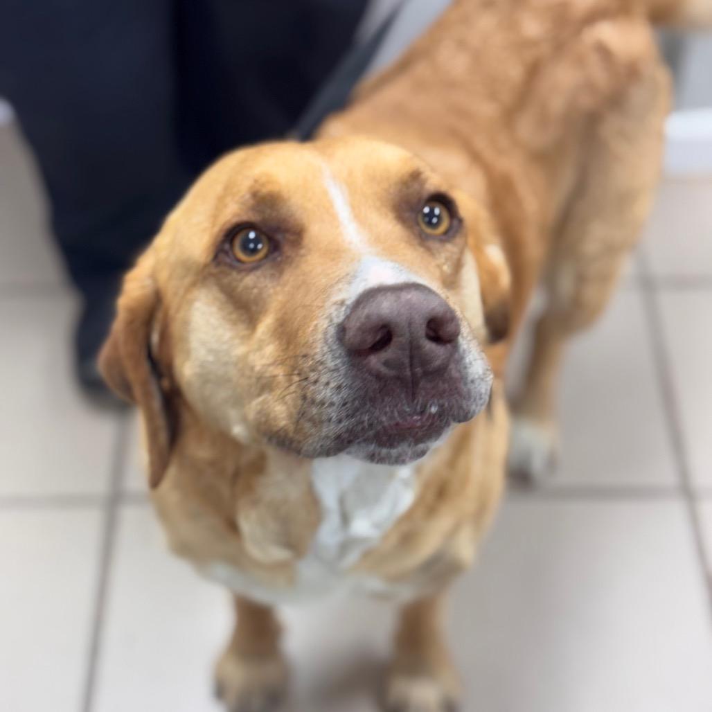 Enlarge Toby, a Adoptable mixed breed in Starkville, MS image 2/6