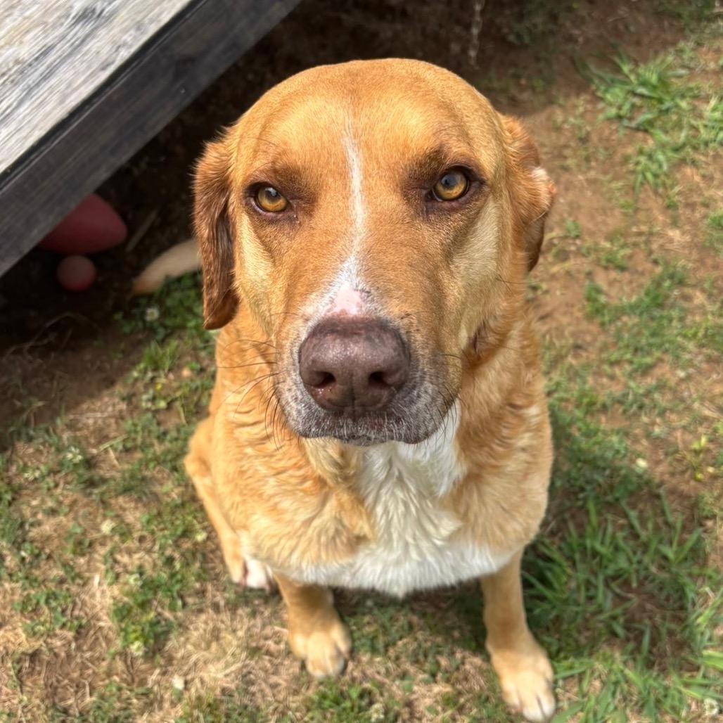 Enlarge Toby, a Adoptable mixed breed in Starkville, MS image 3/6