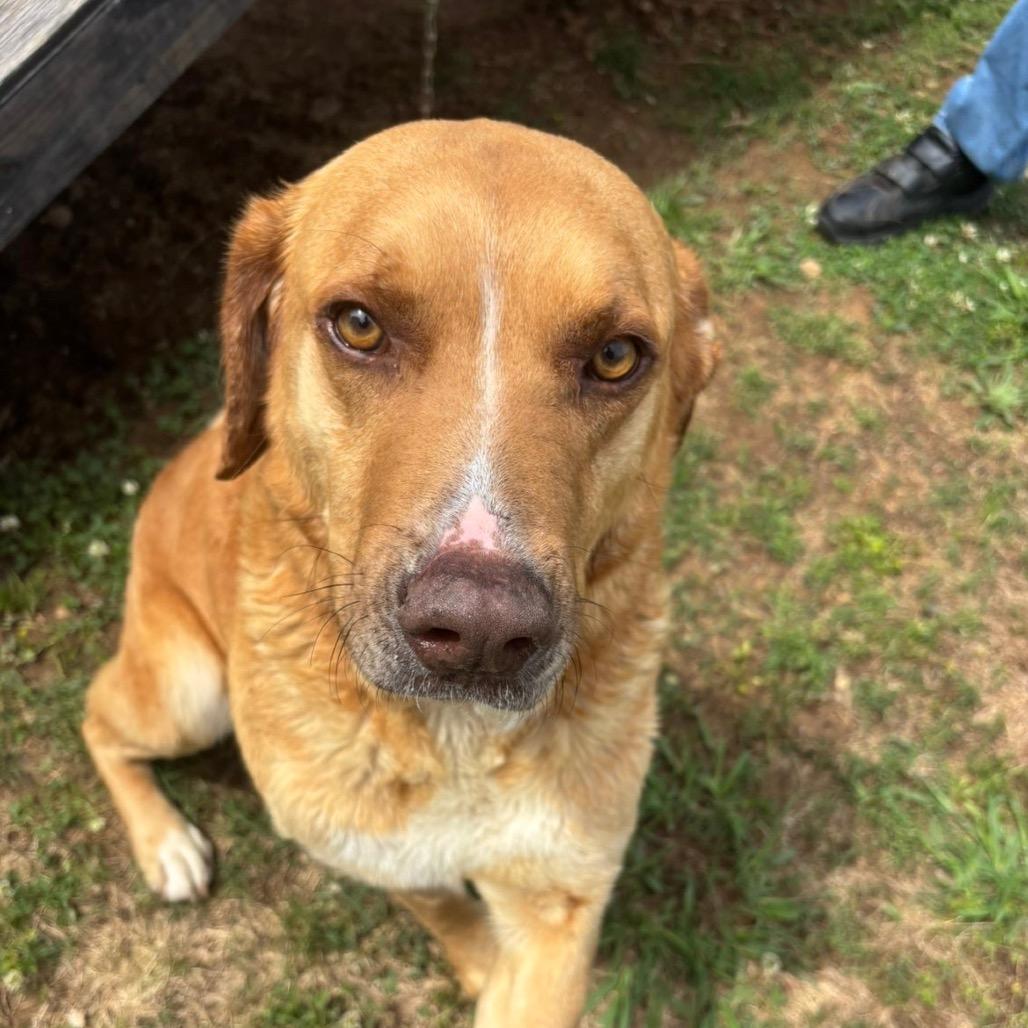 Enlarge Toby, a Adoptable mixed breed in Starkville, MS image 4/6