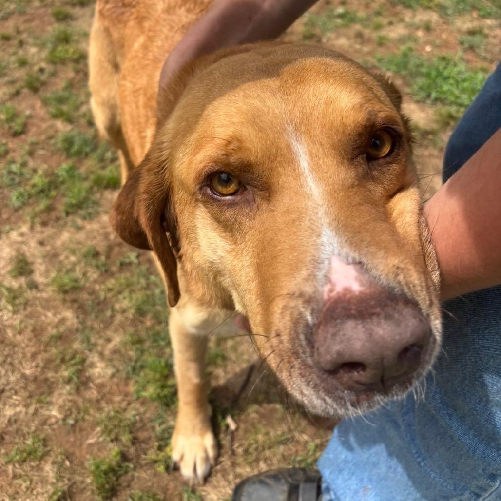 Enlarge Toby, a Adoptable mixed breed in Starkville, MS image 5/6
