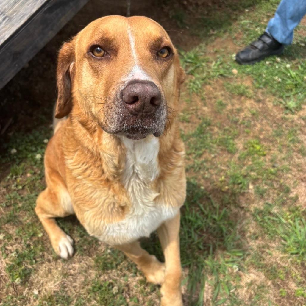 Enlarge Toby, a Adoptable mixed breed in Starkville, MS image 6/6