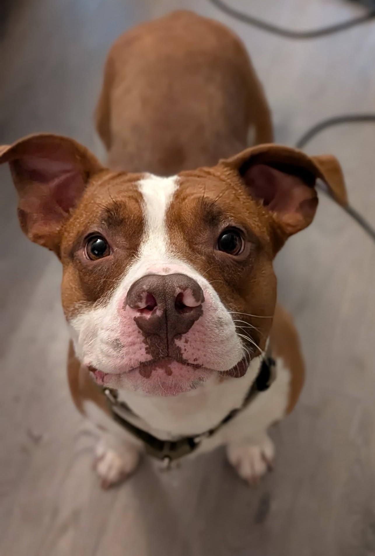 Rodney, adoptable, Young Male Pit Bull Terrier & Mixed Breed.