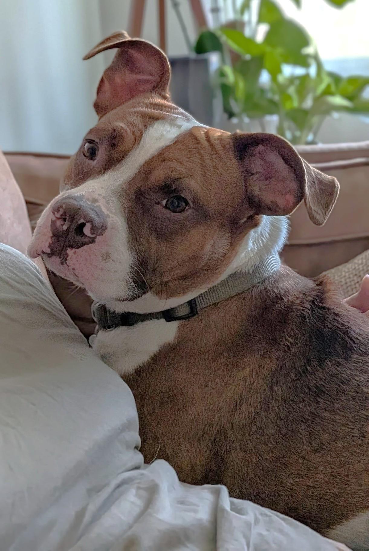 Enlarge Rodney, an adoptable mixed breed in Palatine, IL image 2/3