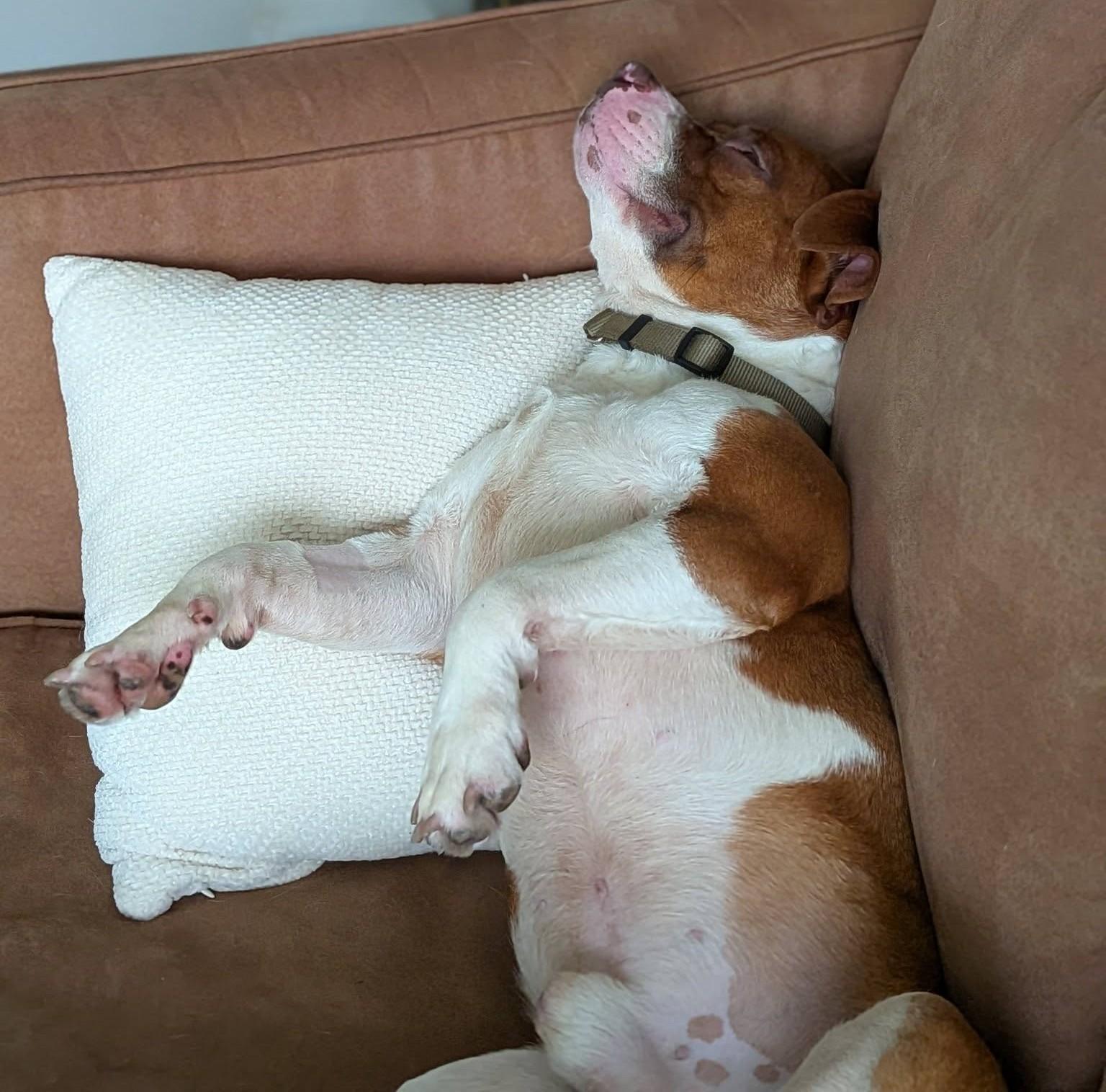 Enlarge Rodney, an adoptable mixed breed in Palatine, IL image 3/3
