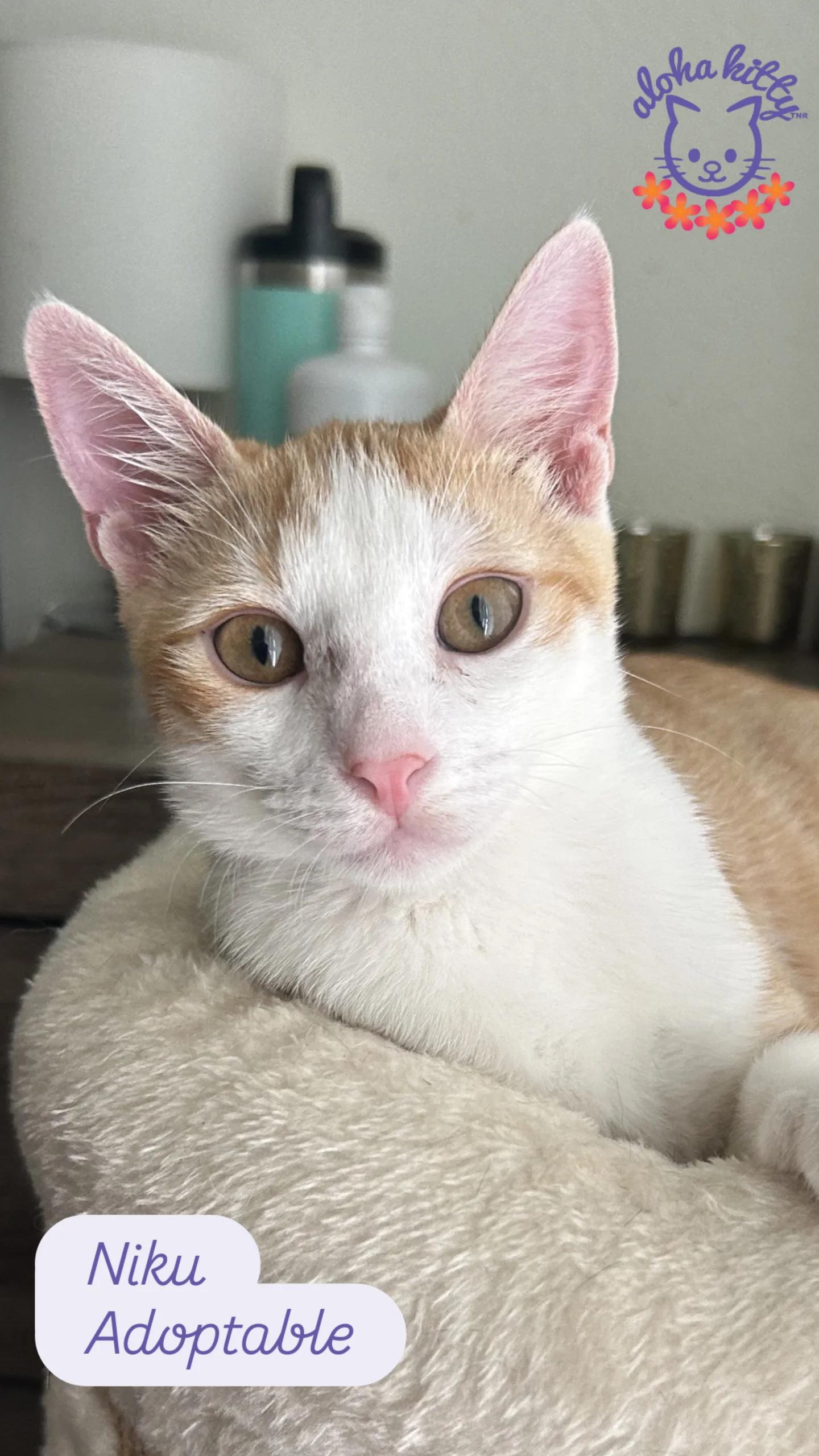Enlarge Niku, a Adoptable Domestic Short Hair in Honolulu, HI image 1/1