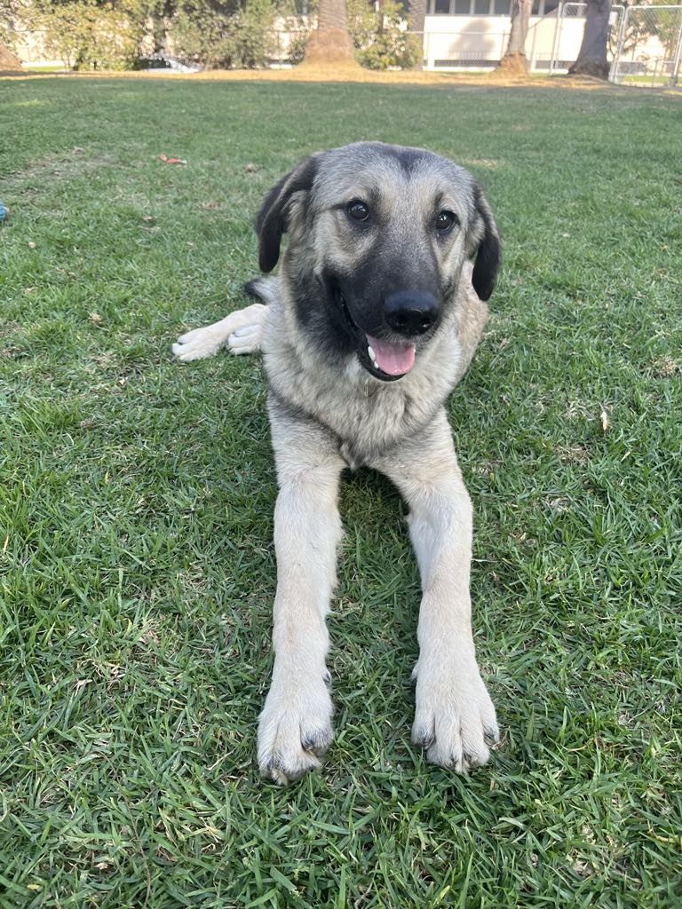 Enlarge Nanie, a Adoptable mixed breed in pasadena, CA image 5/6